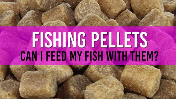 Can I feed my fish pellets from coarse fishing?