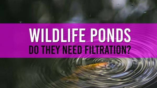 Article photo for Does my wildlife pond really need a pump?