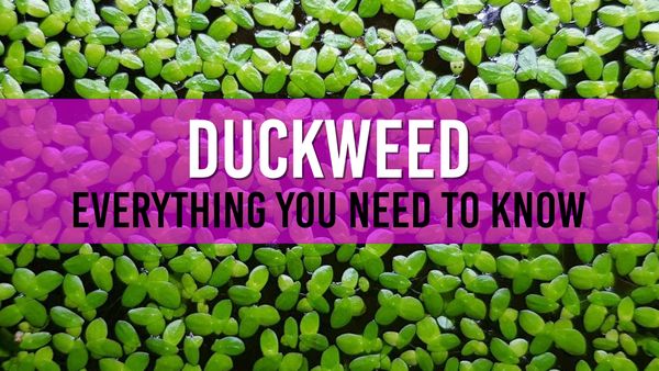 Article photo for Duckweed and your Pond