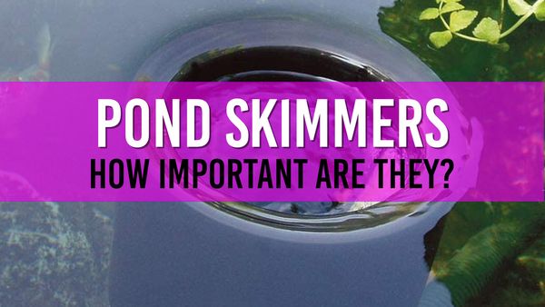 Article photo for How do Pond Skimmers work and do I need one
