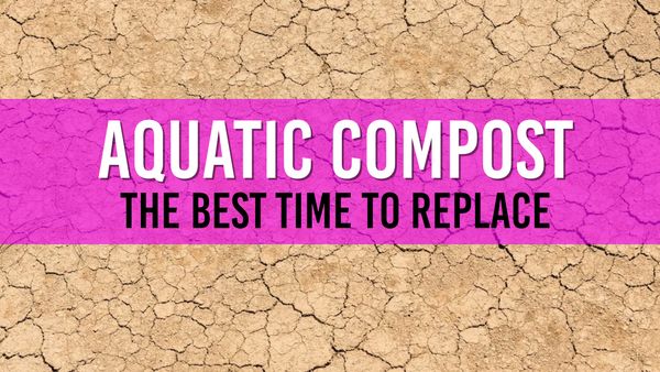 Article photo for How often should I replace my aquatic compost?