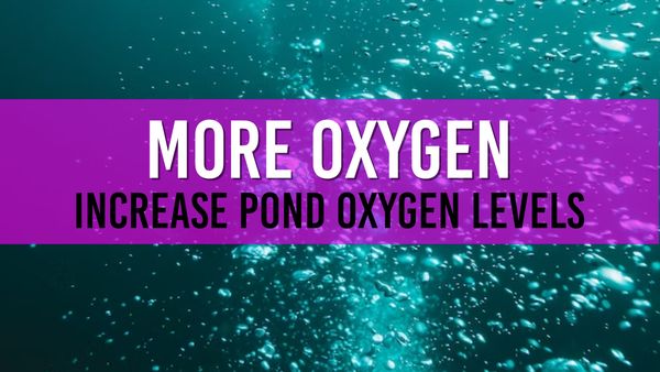 article photo for How to add more oxygen to my pond