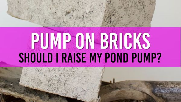 Article photo for Why you should put your pond pump on bricks