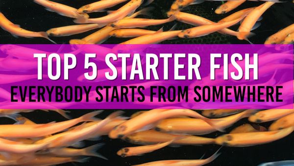 Article photo for The Top 5 Pond Fish Breeds for Beginners