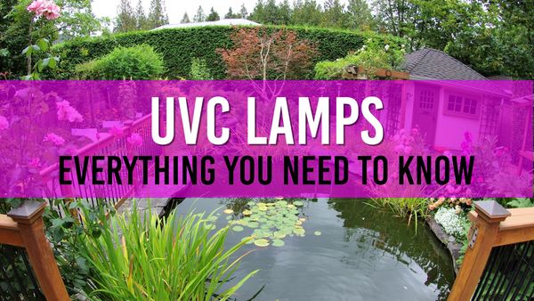 Article photo for UVC Pond Lamps - Everything you need to know