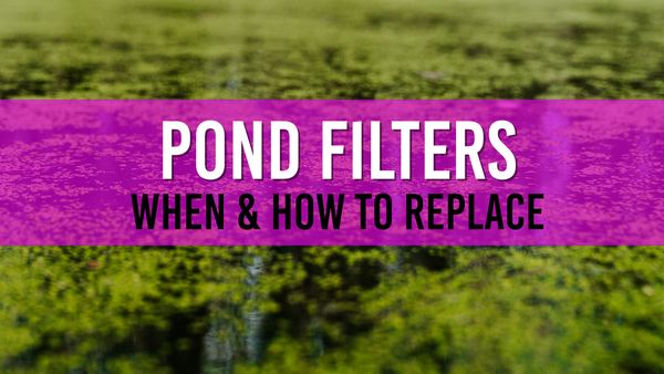 Article photo for When should I replace my pond filters?