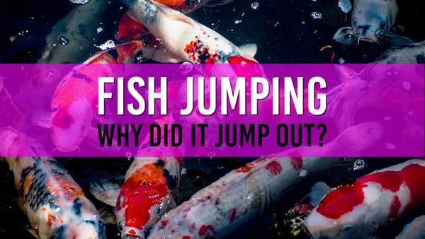 Article photo for Fishing Jumping out of your Pond?