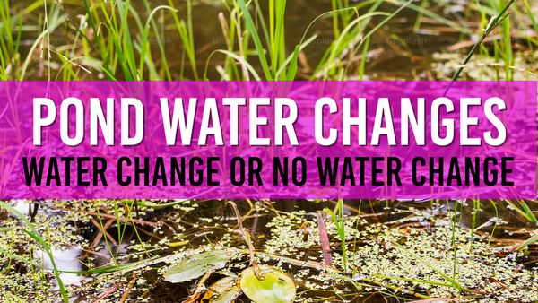 Article photo for Do Garden Ponds Need Water Changes?