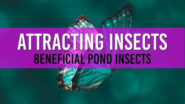 Article photo for How Can You Attract Beneficial Insects to Your Pond