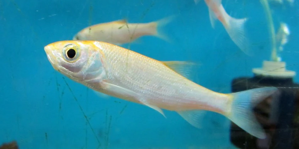 Blue Orfe Pond Fish: The Ultimate Guide for Garden Ponds