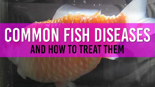 Fish Health: Identifying Illness and Treating Common Pond Fish Diseases